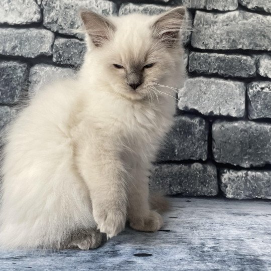 chaton Ragdoll lilac point mitted Shadow Les Ragdolls de la Croisette