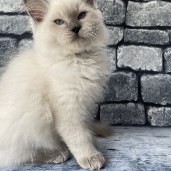 chaton Ragdoll lilac point mitted Shadow Les Ragdolls de la Croisette