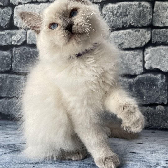 chaton Ragdoll lilac point mitted Shadow Les Ragdolls de la Croisette