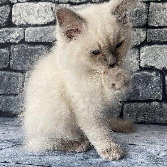 chaton Ragdoll lilac point mitted Shadow Les Ragdolls de la Croisette