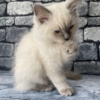 chaton Ragdoll lilac point mitted Shadow Les Ragdolls de la Croisette