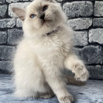 chaton Ragdoll lilac point mitted Shadow Les Ragdolls de la Croisette