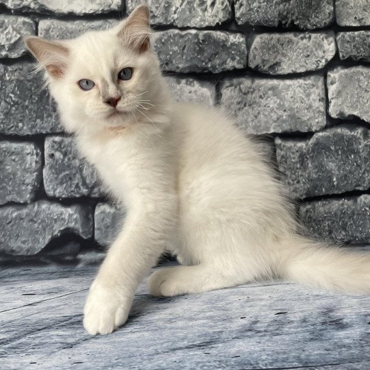 chaton Ragdoll lilac point mitted Shadow Les Ragdolls de la Croisette