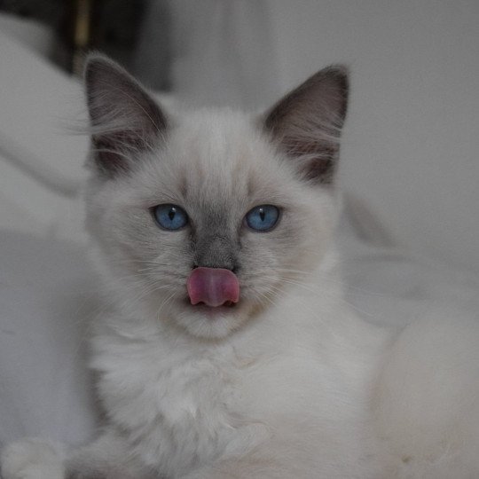 chat Ragdoll blue mitted Oust Les Ragdolls de la Croisette