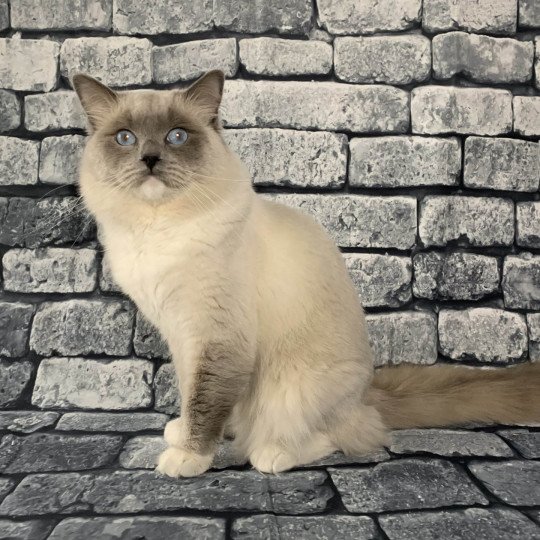 chat Ragdoll blue mitted Oust Les Ragdolls de la Croisette