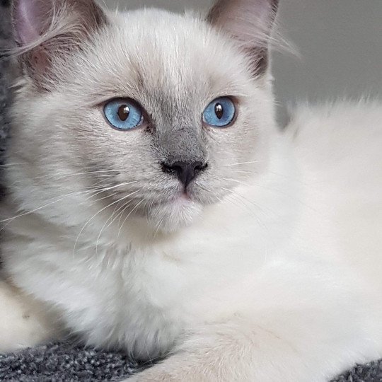 chat Ragdoll blue mitted Oust Les Ragdolls de la Croisette