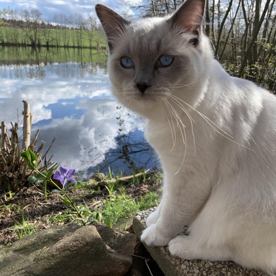 chat Ragdoll blue mitted Oust Les Ragdolls de la Croisette