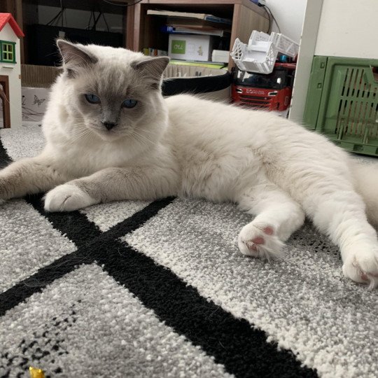 chat Ragdoll blue mitted Oust Les Ragdolls de la Croisette