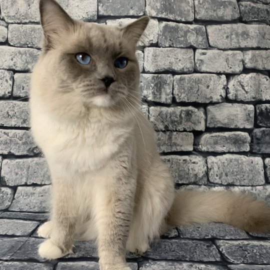 chat Ragdoll blue mitted Oust Les Ragdolls de la Croisette