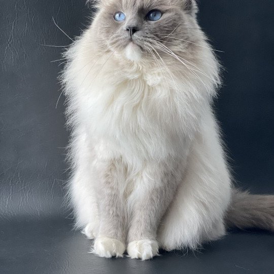 chat Ragdoll Oust Les Ragdolls de la Croisette