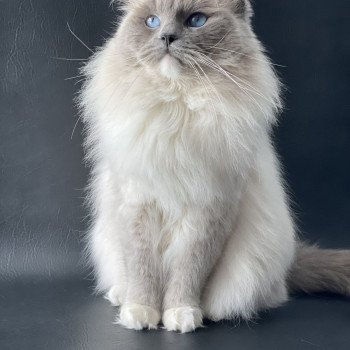 Oust Mâle Ragdoll