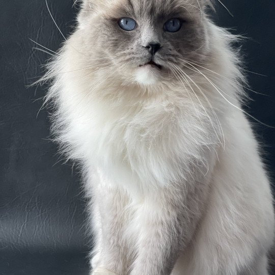 chat Ragdoll Oust Les Ragdolls de la Croisette