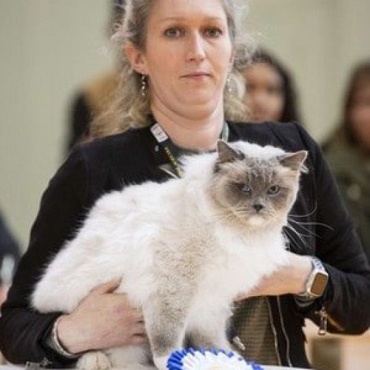 chat Ragdoll blue point mitted Oust Les Ragdolls de la Croisette