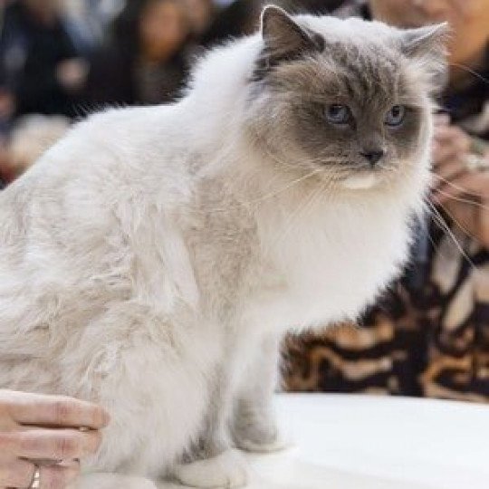 chat Ragdoll blue point mitted Oust Les Ragdolls de la Croisette