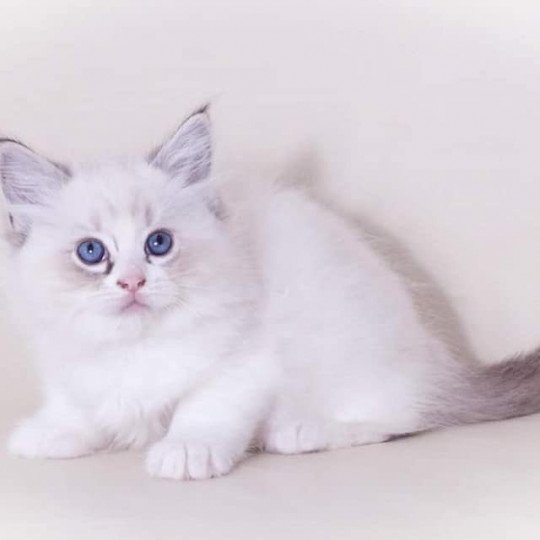 chat Ragdoll brown tabby Phelia Les Ragdolls de la Croisette