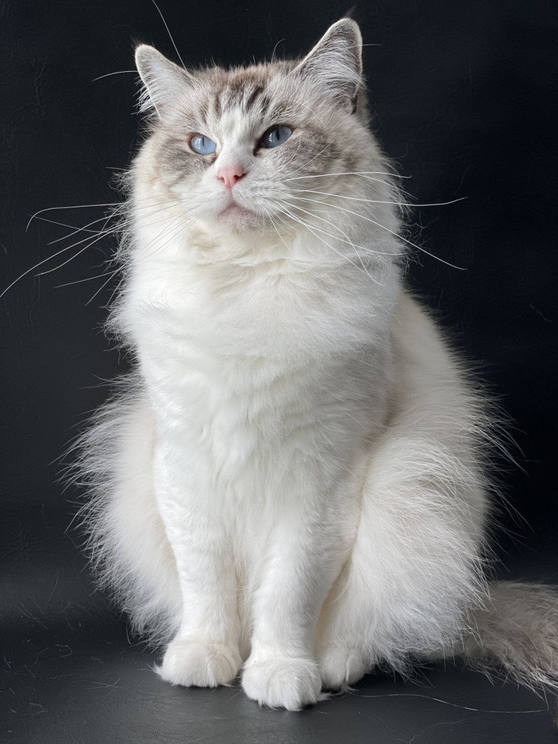 Phelia Femelle Ragdoll