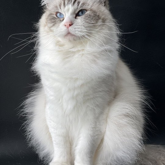 chat Ragdoll seal tabby point bicolor Phelia Les Ragdolls de la Croisette