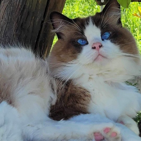 chat Ragdoll Pitchoun Les Ragdolls de la Croisette