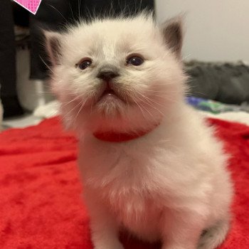 chaton Ragdoll blue point Radjah de la Croisette Les Ragdolls de la Croisette