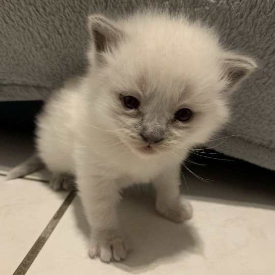 chaton Ragdoll blue point Radjah de la Croisette Les Ragdolls de la Croisette