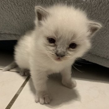 chaton Ragdoll blue point Radjah de la Croisette Les Ragdolls de la Croisette