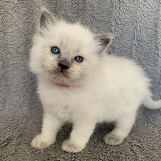 chaton Ragdoll blue point Radjah de la Croisette Les Ragdolls de la Croisette