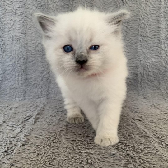 chaton Ragdoll blue point Radjah de la Croisette Les Ragdolls de la Croisette