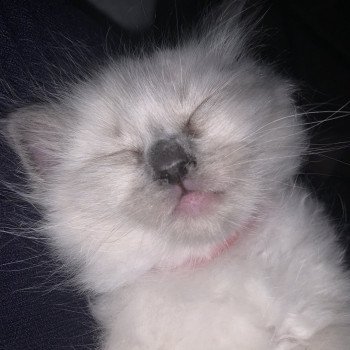 chaton Ragdoll blue point Radjah de la Croisette Les Ragdolls de la Croisette chaton Ragdoll blue point Radjah de la Croisette Les Ragdolls de la Croisette