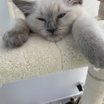 chaton Ragdoll blue point Radjah de la Croisette Les Ragdolls de la Croisette