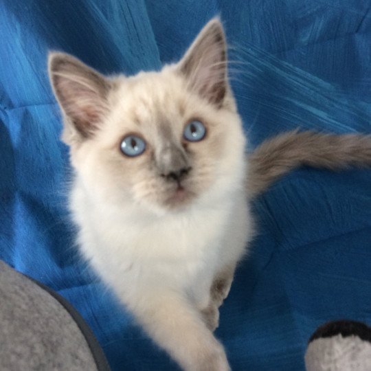 chaton Ragdoll blue point Radjah de la Croisette Les Ragdolls de la Croisette