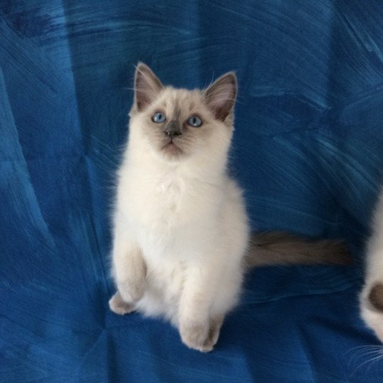 chaton Ragdoll blue point Radjah de la Croisette Les Ragdolls de la Croisette