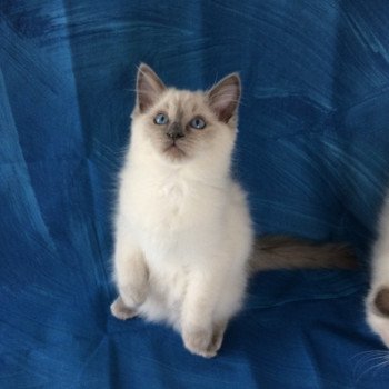 chaton Ragdoll blue point Radjah de la Croisette Les Ragdolls de la Croisette chaton Ragdoll blue point Radjah de la Croisette Les Ragdolls de la Croisette