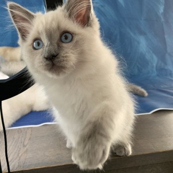 chaton Ragdoll blue point Radjah de la Croisette Les Ragdolls de la Croisette