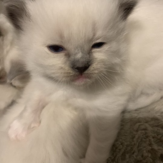 chaton Ragdoll blue mitted Ragnar De La Croisette Les Ragdolls de la Croisette