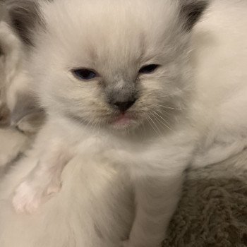 chaton Ragdoll blue mitted Ragnar De La Croisette Les Ragdolls de la Croisette chaton Ragdoll blue mitted Ragnar De La Croisette Les Ragdolls de la Croisette