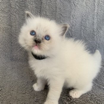 chaton Ragdoll blue mitted Ragnar De La Croisette Les Ragdolls de la Croisette