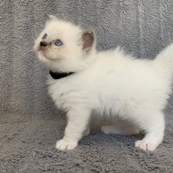 chaton Ragdoll blue mitted Ragnar De La Croisette Les Ragdolls de la Croisette