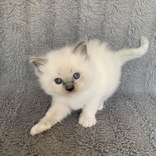 chaton Ragdoll blue mitted Ragnar De La Croisette Les Ragdolls de la Croisette