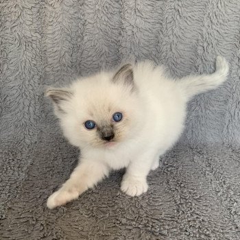 chaton Ragdoll blue mitted Ragnar De La Croisette Les Ragdolls de la Croisette