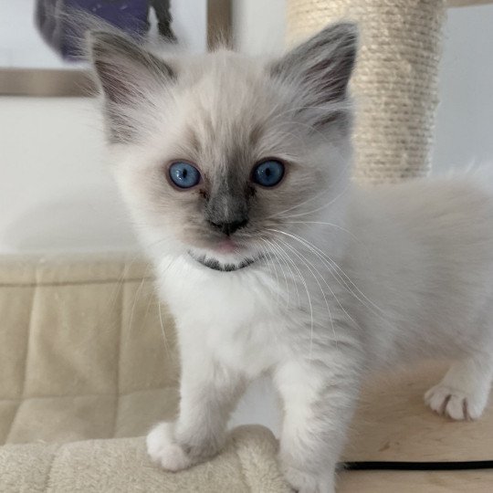 chaton Ragdoll blue mitted Ragnar De La Croisette Les Ragdolls de la Croisette