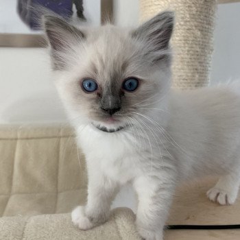 chaton Ragdoll blue mitted Ragnar De La Croisette Les Ragdolls de la Croisette