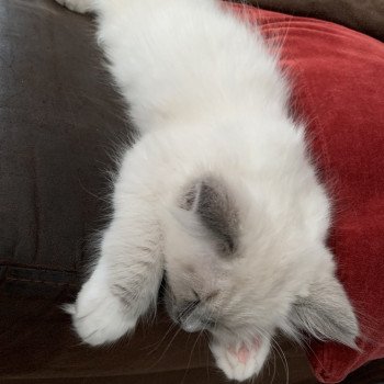 chaton Ragdoll blue mitted Ragnar De La Croisette Les Ragdolls de la Croisette