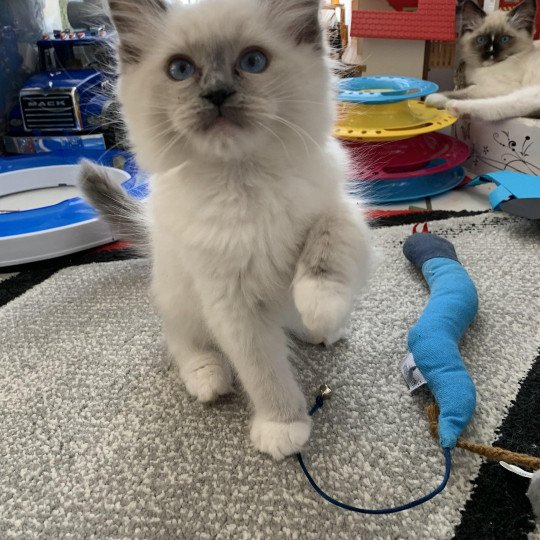 chaton Ragdoll blue point mitted Ragnar De La Croisette Les Ragdolls de la Croisette