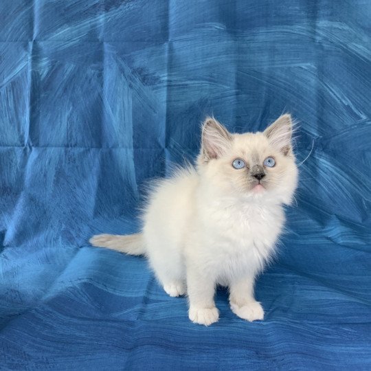 chaton Ragdoll blue point mitted Ragnar De La Croisette Les Ragdolls de la Croisette