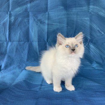 chaton Ragdoll blue point mitted Ragnar De La Croisette Les Ragdolls de la Croisette chaton Ragdoll blue point mitted Ragnar De La Croisette Les Ragdolls de la Croisette