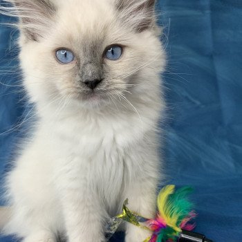 chaton Ragdoll blue point mitted Ragnar De La Croisette Les Ragdolls de la Croisette