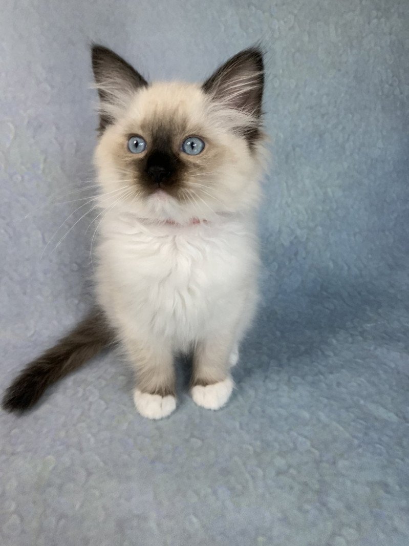 Ramona De La Croisette Femelle Ragdoll