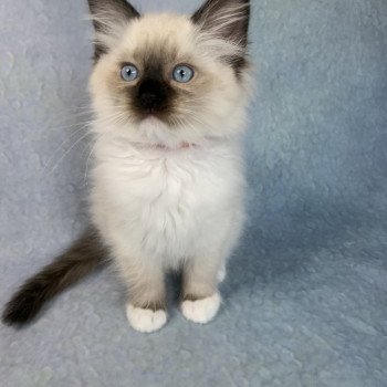 chaton Ragdoll black mitted Ramona De La Croisette Les Ragdolls de la Croisette