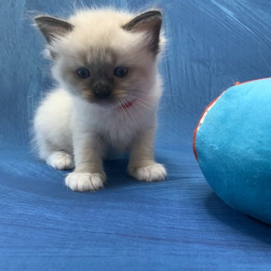 chaton Ragdoll black mitted Ramona De La Croisette Les Ragdolls de la Croisette