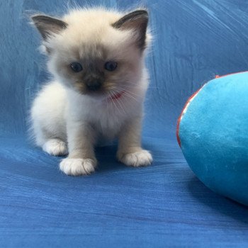 chaton Ragdoll black mitted Ramona De La Croisette Les Ragdolls de la Croisette